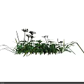 Clustered Green Grass With Small White Flowers in Natural Garden Arrangement