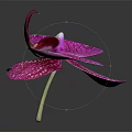 Beautiful Purple Orchid With White Spots And Blooming Petals On Dark Background
