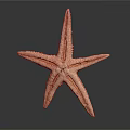 Pink Orange Starfish with Textured Arms Standing on Dark Reflective Background