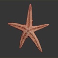 Modern starfish mollusk 3d model