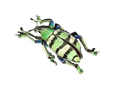 Modern Beetle 3d model Modern Beetle 3d model