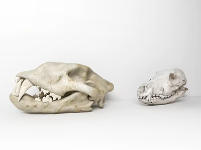 Modern skull furnishings ornaments fossil ornaments 3d model Modern skull furnishings ornaments fossil ornaments 3d model