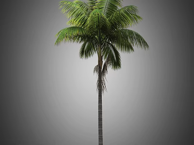 Tall Palm Tree With Lush Green Fronds And Straight Trunk Structure 3d model