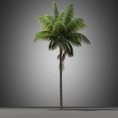 Tall Palm Tree With Lush Green Fronds And Straight Trunk Structure 3d model