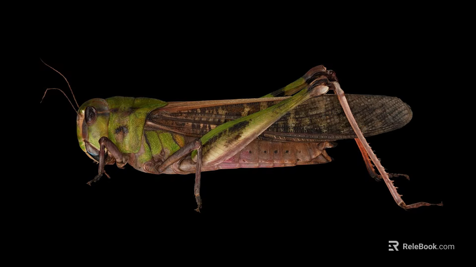 Green and Brown Grasshopper With Detailed Body Wings and Long Legs 3d model 