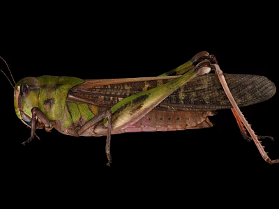 Green and Brown Grasshopper With Detailed Body Wings and Long Legs 3d model