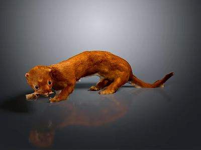 Brown Weasel Carrying Prey on Reflective Surface with Gray Background 3d model