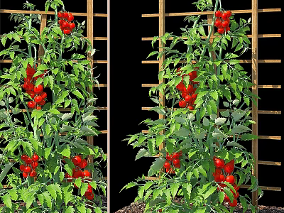 Ornamental Decoration Set Featuring Red Tomato Plants Green Leaves And Wooden Trellis Background 3d model