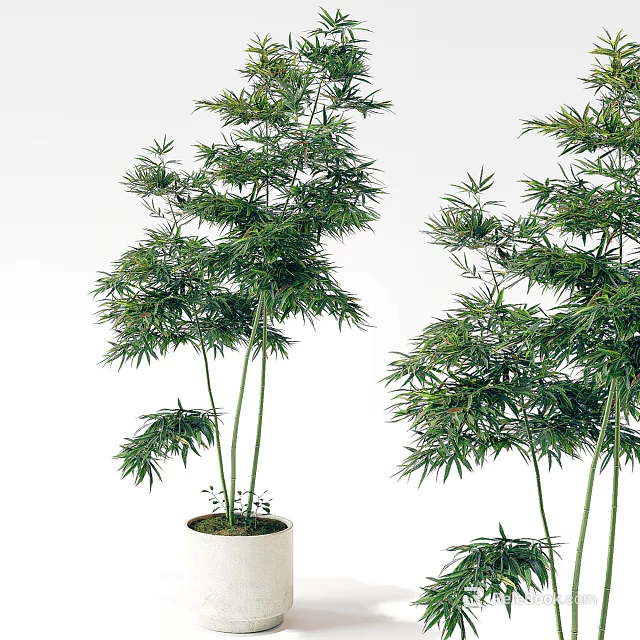 Green Bamboo Potted Plants With Lush Foliage And Tall Stems For Indoor Decor 3d model 