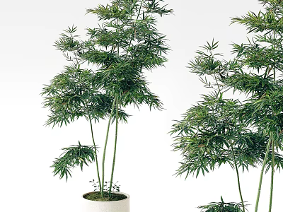 Green Bamboo Potted Plants With Lush Foliage And Tall Stems For Indoor Decor 3d model