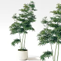 Green Bamboo Potted Plants With Lush Foliage And Tall Stems For Indoor Decor