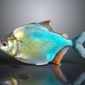 Colorful Iridescent Fish With Vibrant Blue Green Orange Shiny Body On Dark Background With Reflection
