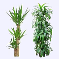 Indoor Decorative Arborescent Plants With Long Slender Leaves And Dense Green Foliage