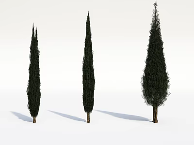 Three Slender Trunk Trees with Tall Conical Canopies on White Background and Shadows 3d model
