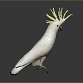 White Cockatoo with Yellow Crest Standing on Shiny Surface Against Gray Background