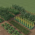 Lush Vegetable Garden Featuring Various Green Plants And Fresh Vegetables