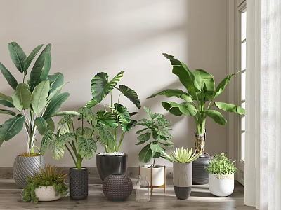 Indoor Potted Plants With Various Leafy Greens In Decorative Planters By Window 3d model