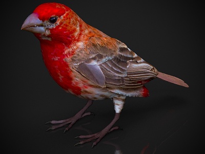 Zoo Wild Animals Small Animals Birds 3d model