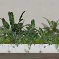 Lush Indoor Bonsai Potted Plants in White Rectangular Planter with Tropical Ferns and Banana Leaves