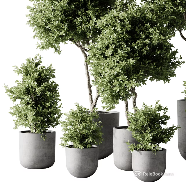 Multiple Healthy Green Bonsai Potted Plants In Concrete Pots With Various Sizes 3d model 