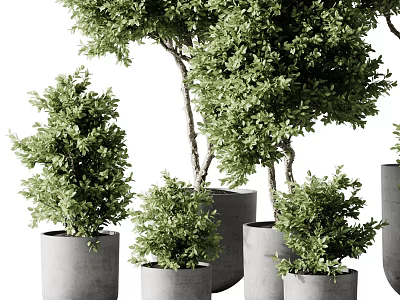 Multiple Healthy Green Bonsai Potted Plants In Concrete Pots With Various Sizes 3d model
