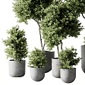 Multiple Healthy Green Bonsai Potted Plants In Concrete Pots With Various Sizes