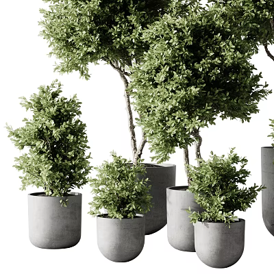 Multiple Healthy Green Bonsai Potted Plants In Concrete Pots With Various Sizes 3d model