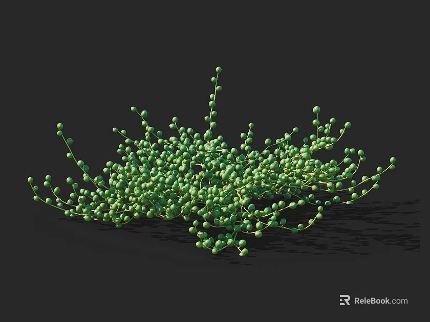 Fresh Green Succulent Plant With Clustered Small Leaves For Indoor Decoration 3d model 