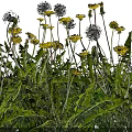 Dandelions And Yellow Flowers With Green Leaves And Stems On Black Background