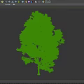 modern sycamore tree 3d model