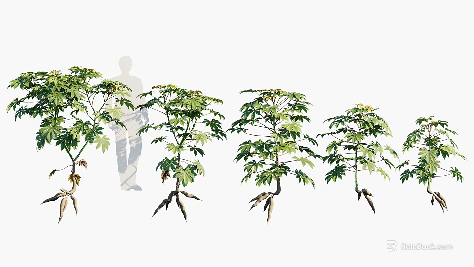 Crop Plant Growth Stages with Root Systems and Human Silhouette Showing Development 3d model