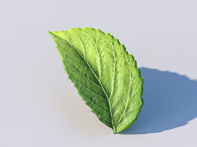 Fresh Green Leaf With Clear Veins And Natural Texture On Light Background 3d model