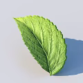 Fresh Green Leaf With Clear Veins And Natural Texture On Light Background