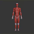Human Organ Muscular System Anatomical Model Red Body Structure 3D Rendering