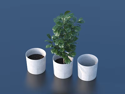 Lush Green Leafy Indoor Plant In White Pot With Two Empty Pots 3d model