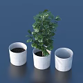 Lush Green Leafy Indoor Plant In White Pot With Two Empty Pots