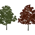 Two Lush Trees With Green And Red Vibrant Leaves In Seasonal