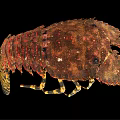 Close Up View Of Mantis Shrimp With Brown Spotted Exoskeleton And Striped Legs