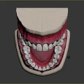Human Teeth Dental Model Displaying Upper And Lower Jaw White Teeth Pink Gums