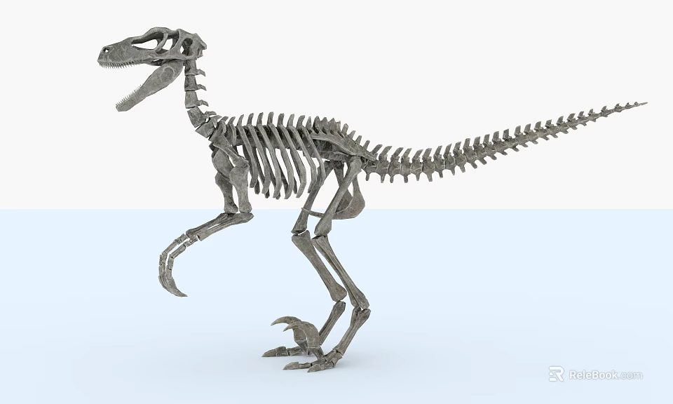 Public Facility Museum Dinosaur Skeleton Exhibition Educational Display Space For Visitors 3d model 
