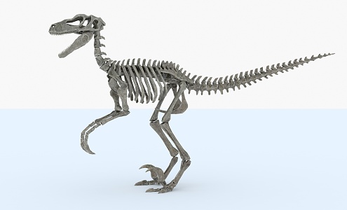 Modern Fossil Velociraptor Fossil 3d model