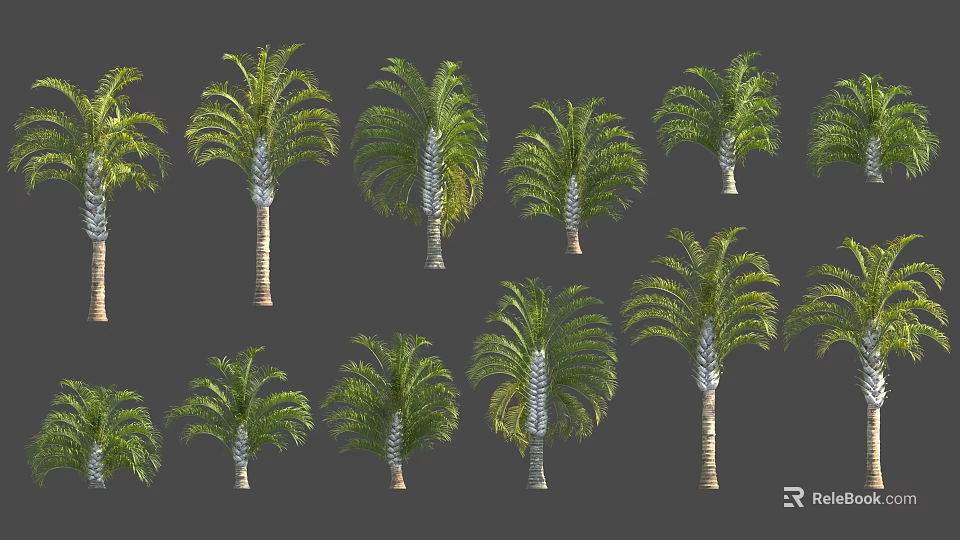 Various Palm Trees With Green Fronds And Trunks On Gray Background 3d model 