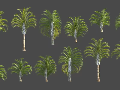 Various Palm Trees With Green Fronds And Trunks On Gray Background 3d model