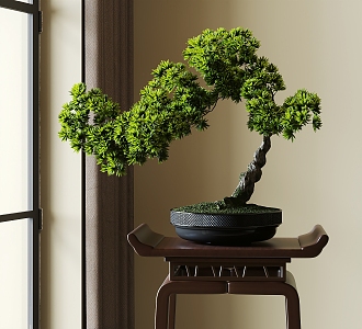 Bonsai Welcome Pine 3d model