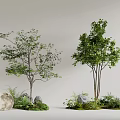 Arbor Trees With Green Leaves Surrounded By Stones Ferns And Natural Landscape