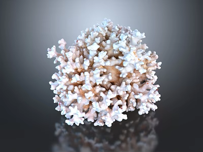Diverse Aquatic Animals Thriving In Lush White Pink Branching Coral Reef 3d model