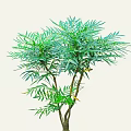 Lush Green Shrub With Dense Foliage And Vibrant Leaves In Natural Growth