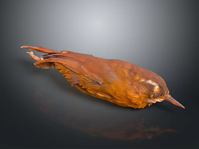 Brown Bird Taxidermy Specimen With Detailed Plumage And Reflection On Dark Background 3d model