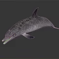Realistic Gray Dolphin With Open Mouth And Reflection On Dark Surface 3d model
