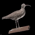 Grayish Brown Bird with Long Beak Standing on Wooden Plank and Dark Background